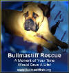 Bullmastiff Rescue